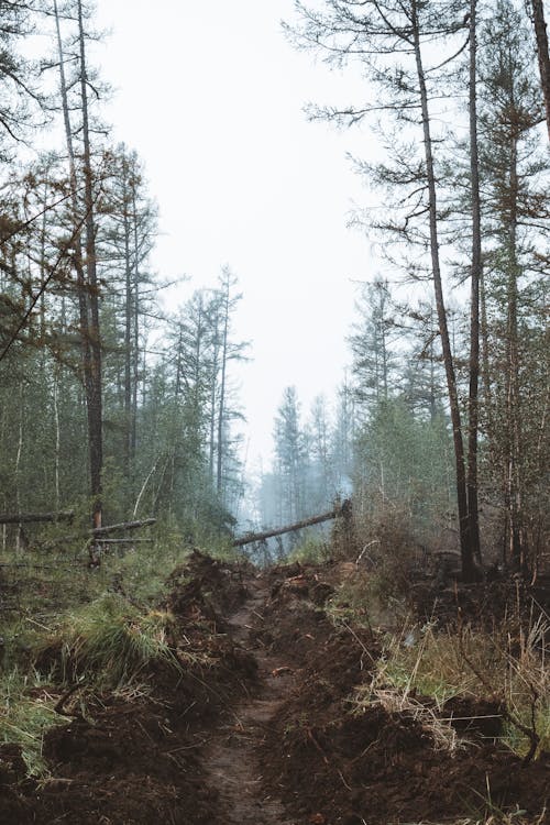 Foto profissional grátis de ao ar livre, árvores, caminho pela floresta