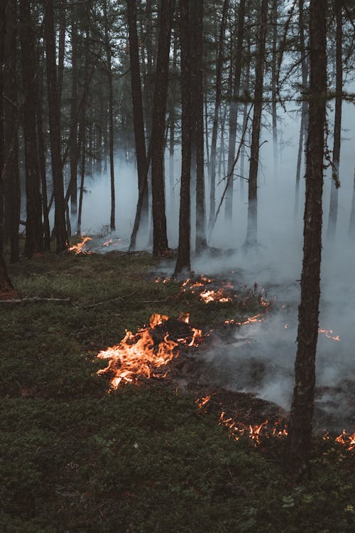 Bezpłatne Darmowe zdjęcie z galerii z drzewa, dym, las Zdjęcie z galerii