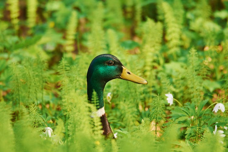 Green And Brown Mallard Duck On Green Plants