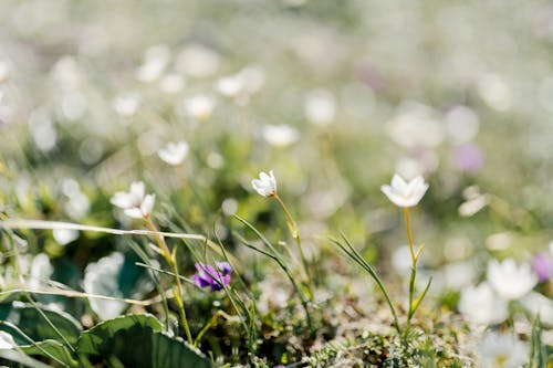 Small White Flowers on Green Grass