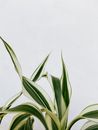 Green Leaves with White Variegation