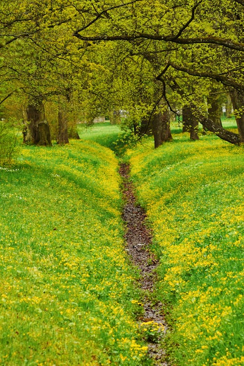 Základová fotografie zdarma na téma hřiště, kmeny, květiny