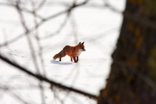 Základová fotografie zdarma na téma divoké zvíře, sníh, zima