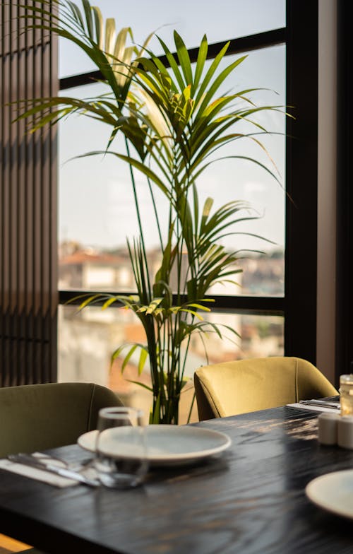 Foto profissional grátis de cadeira, folhas, janela