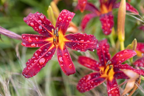 Бесплатное стоковое фото с капельки воды, красный, лилия