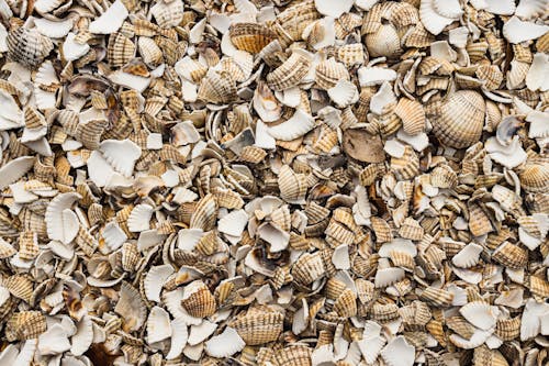 Broken White and Brown Scallop Seashells 