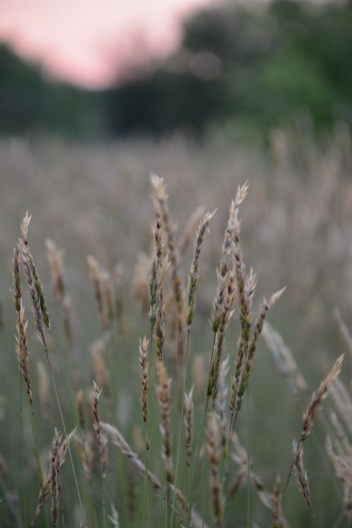 Free A tranquil view of a wild grass field with a soft pink sky, captured at dusk. Stock Photo