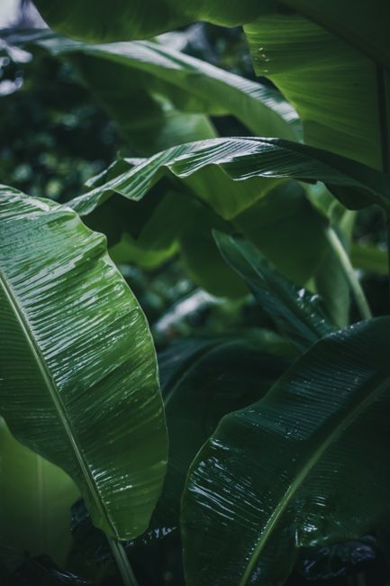 Close-up of vibrant green banana leaves covered with dewdrops, creating a natural and fresh atmosphere.