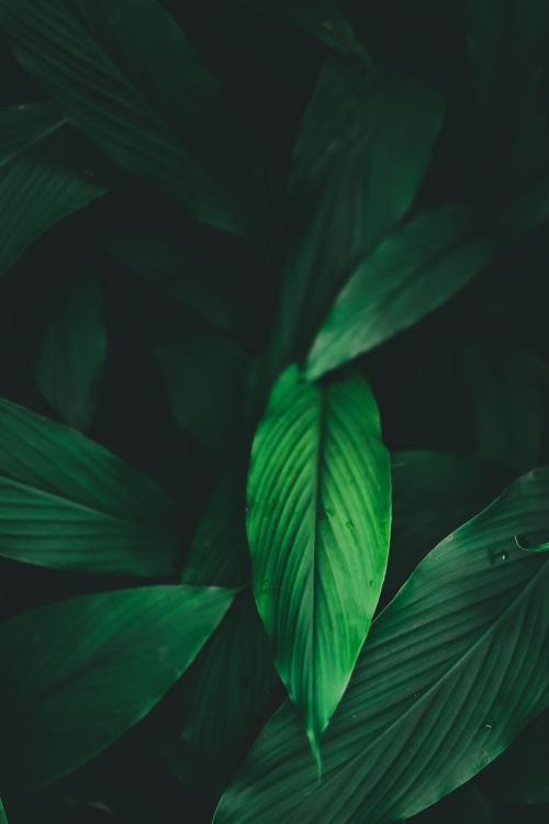 Free Vivid green tropical leaves with a dramatic shadow play, conveying a sense of nature's beauty. Stock Photo