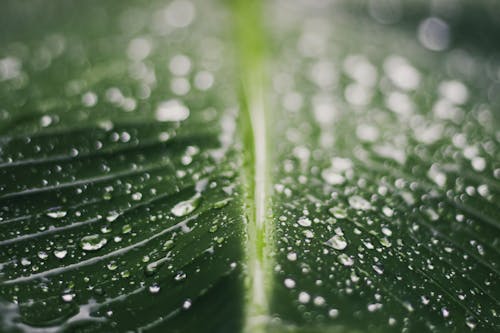 Water Droplets on Green Leaf