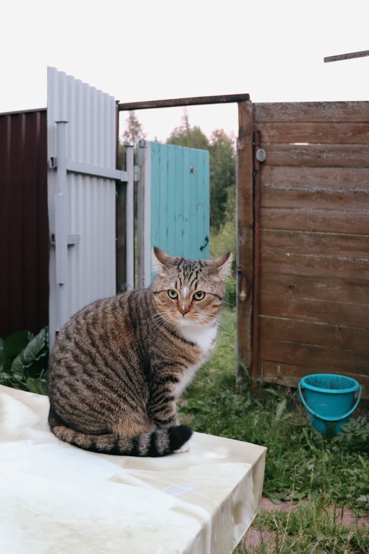 Cat Sitting On Table In Garden