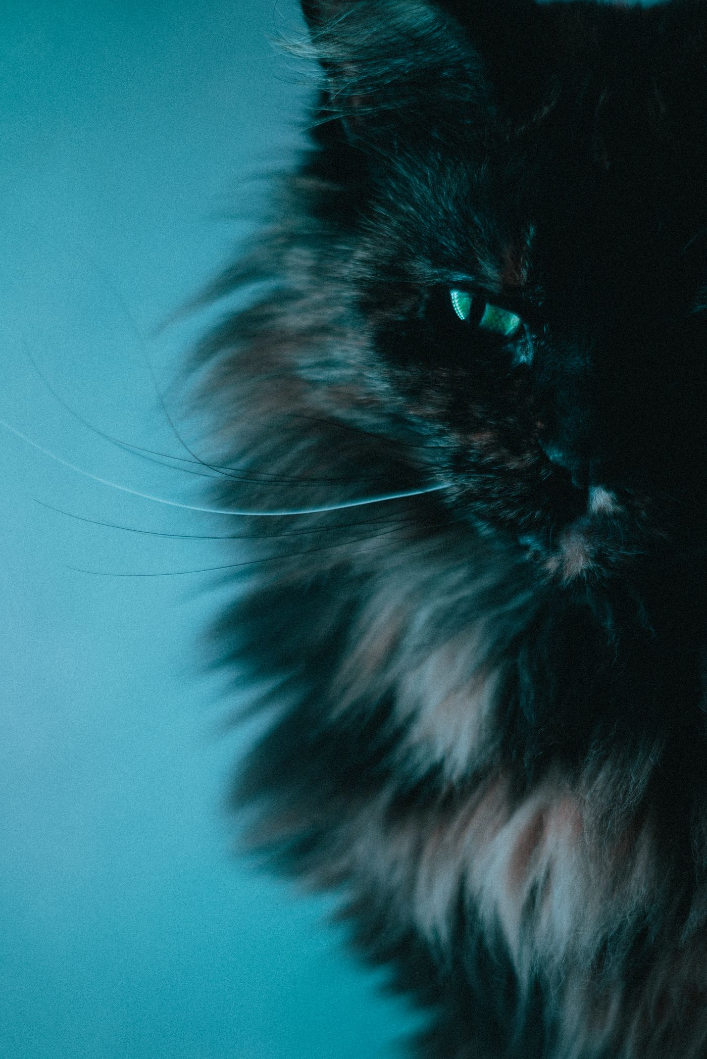 Retrato de gato