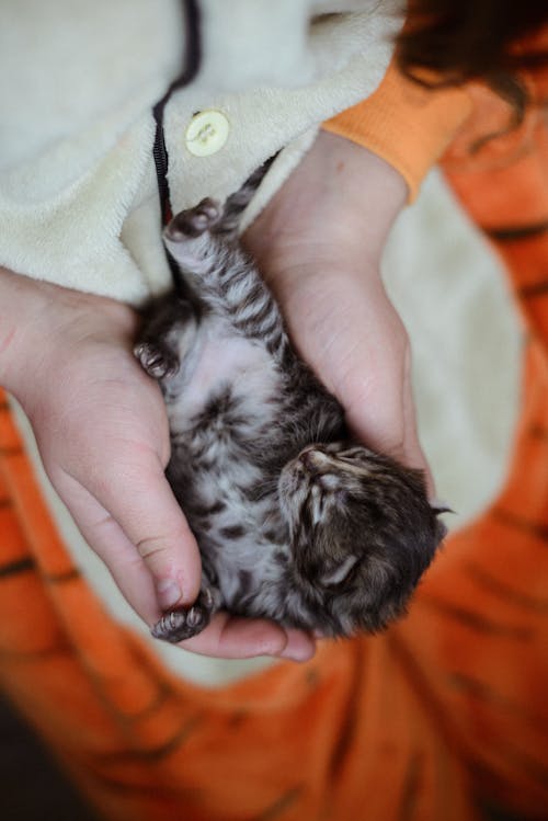 Free A Person Holding a Kitten Stock Photo