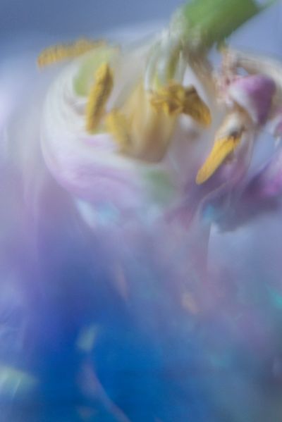 Defocused abstract study of a blooming flower, photo by Ekaterina on Pexels
