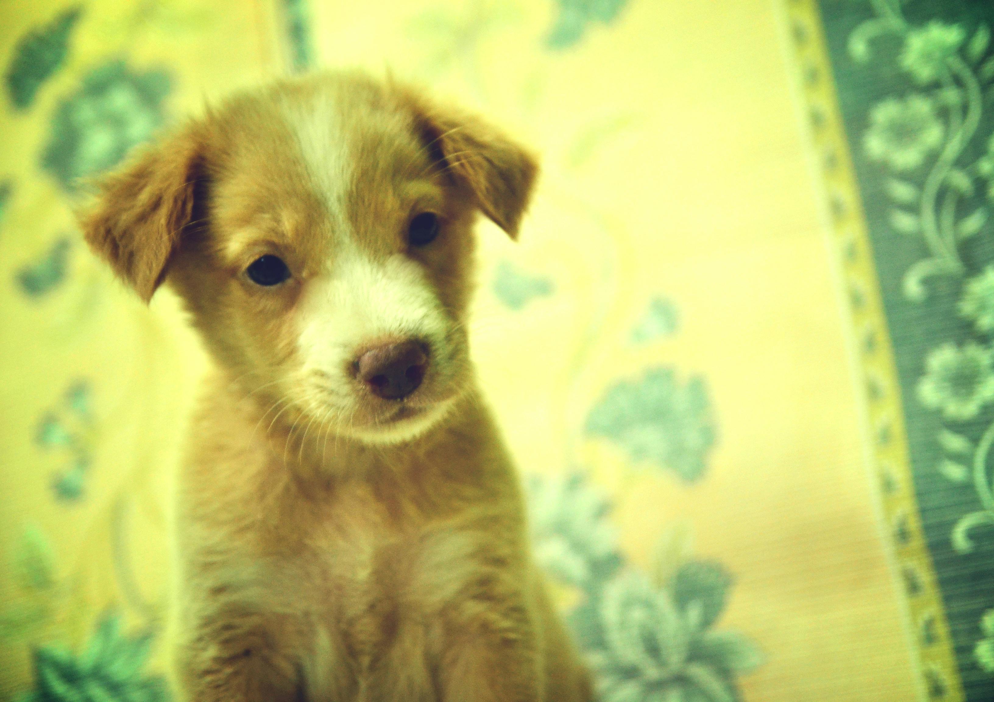 かわいい動物 可愛い 子犬の無料の写真素材