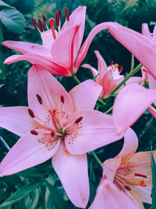 Free Capture of blooming pink lilies, showcasing vibrant colors in an outdoor setting. Stock Photo