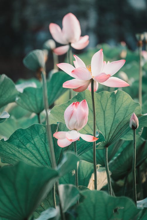 Δωρεάν στοκ φωτογραφιών με 'indian lotus', nelumbo nucifera, ανθίζω