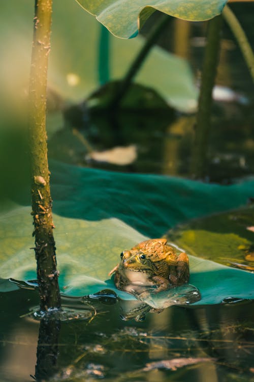 Frog Sitting on a Leaf
