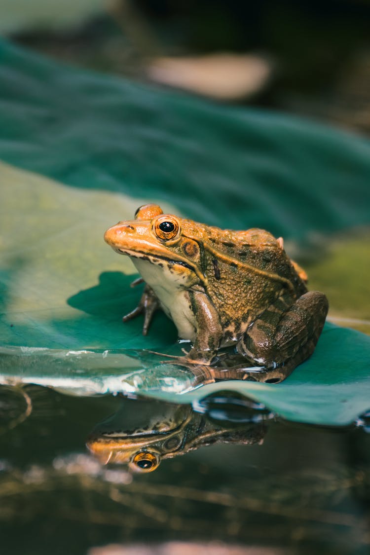 A Frog On A Leaf 