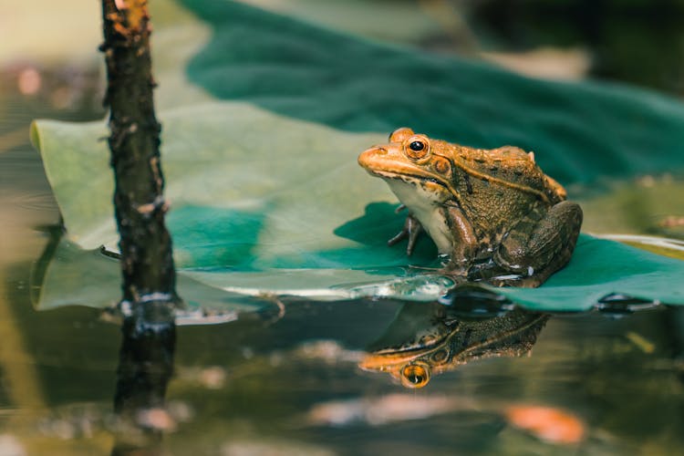 A Frog On A Leaf 