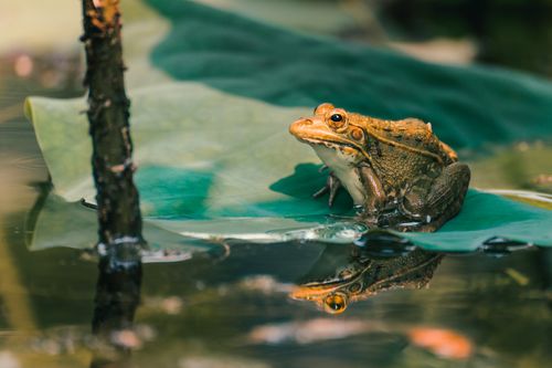Free Close-up of a frog on a leaf reflecting in the water, showcasing natural habitat. Stock Photo