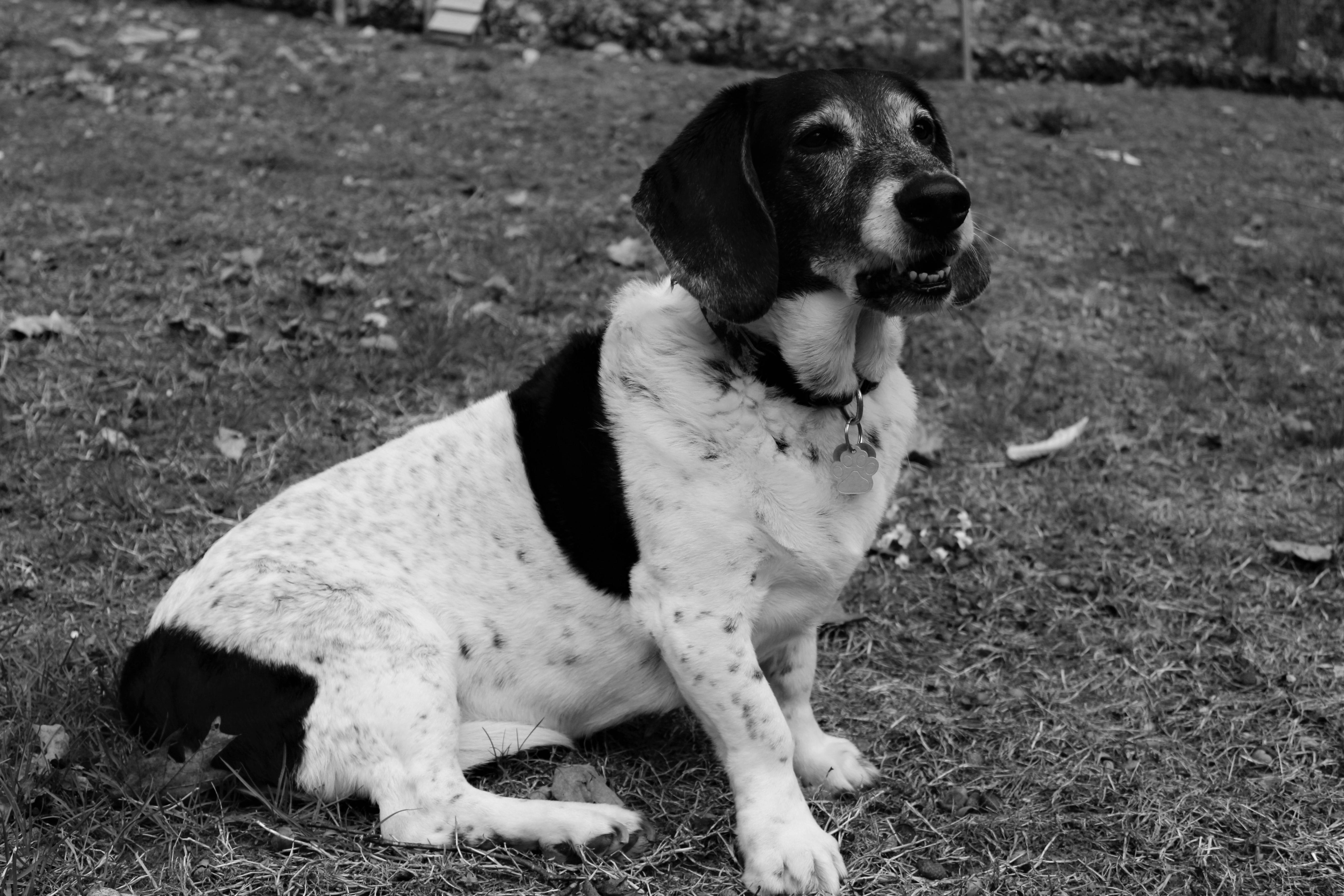 冷ややかな顔 犬 白黒の無料の写真素材
