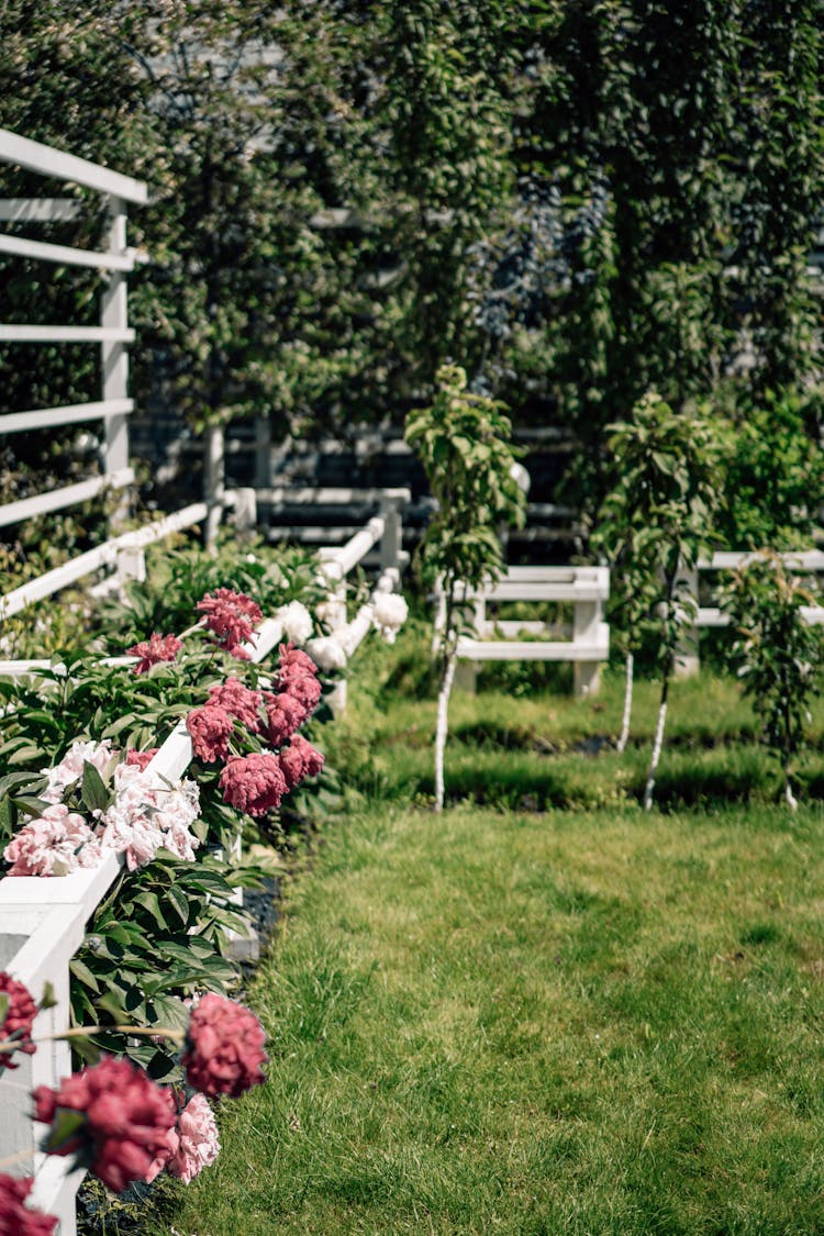 Trees And Flowering Plants In The Garden