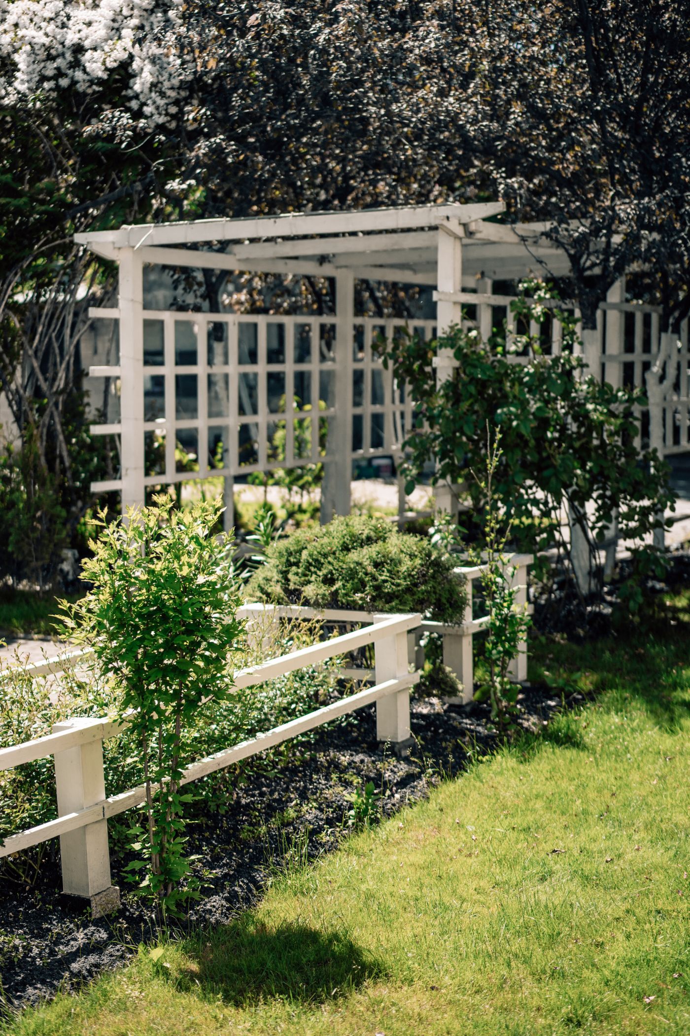 Timber garden fence with trellis and a pergola in a lawned garden