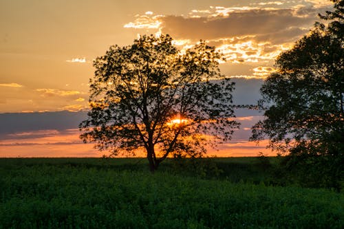 Darmowe zdjęcie z galerii z chmury, drzewa, pomarańczowe niebo