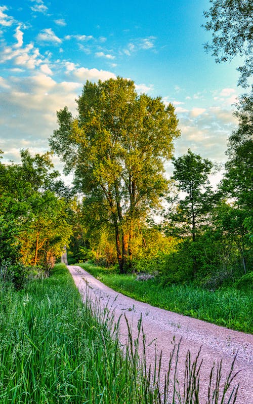 Kostenloses Stock Foto zu außerorts, bäume, feldweg