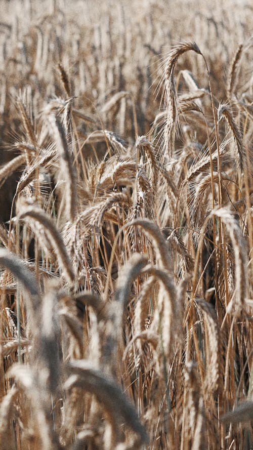 Brown Wheat Field