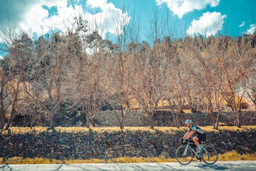 Foto profissional grátis de andar a cavalo, andar de bicicleta, árvores nuas