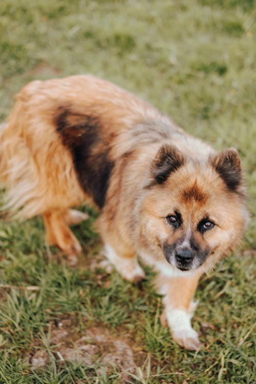 Brown Dog on Grass