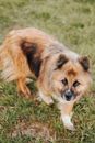 Free stock photo of animal, beautiful, canine