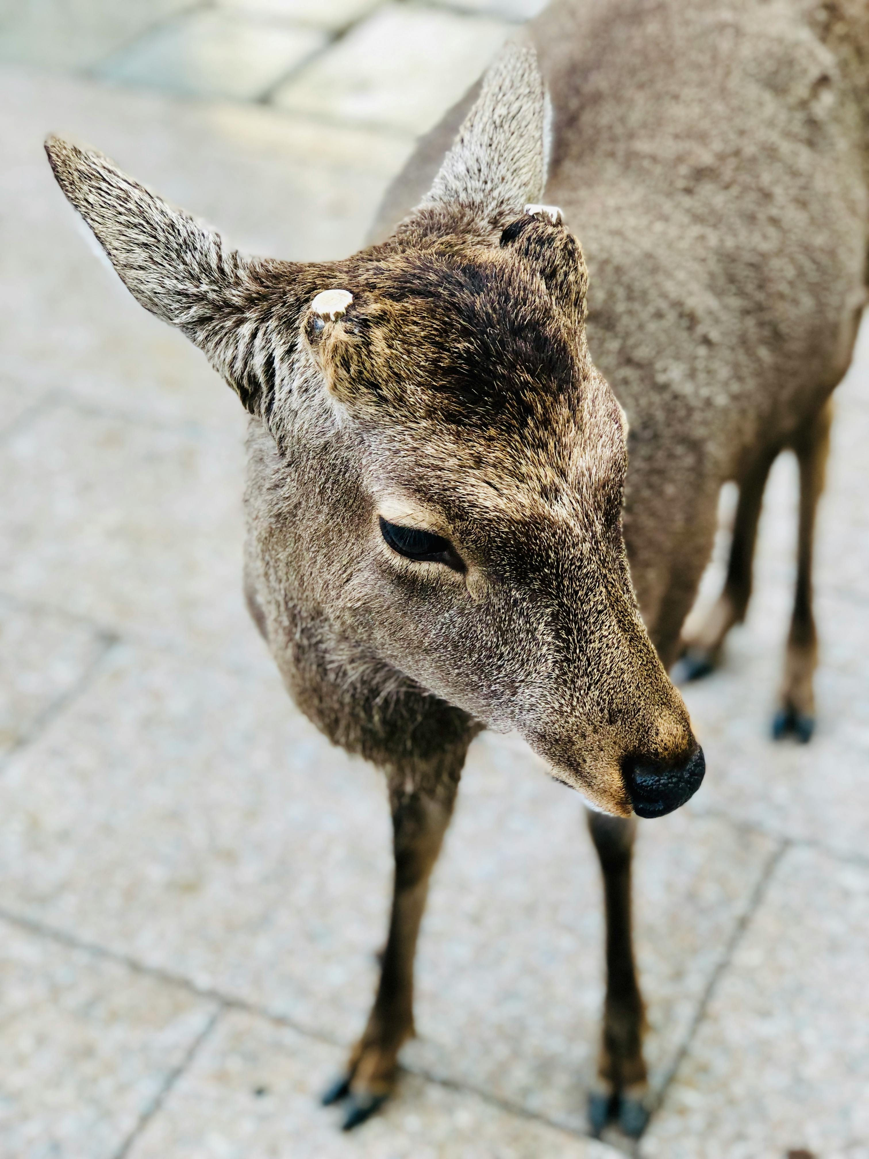 Gratuit Photos gratuites de animal, animal à cornes, animal sauvage Photos