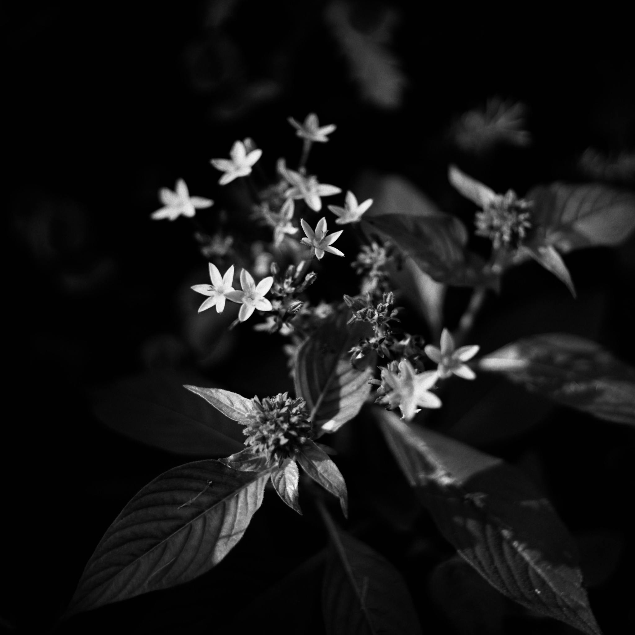 Artistic black and white close-up of flowers with dramatic lighting.
