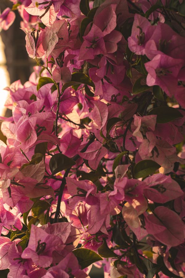 Pink bougainvillea blooming in spring sunlight