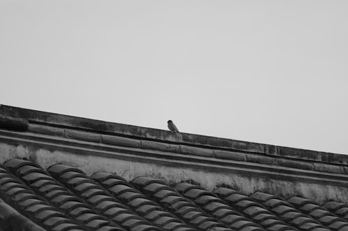 Free A lone bird perched on a rooftop against a clear sky in a monochrome image. Stock Photo