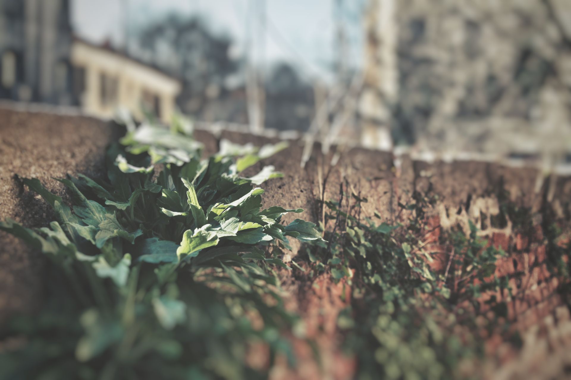 Vibrant green leaves growing against an aged wall creating a textured urban contrast.