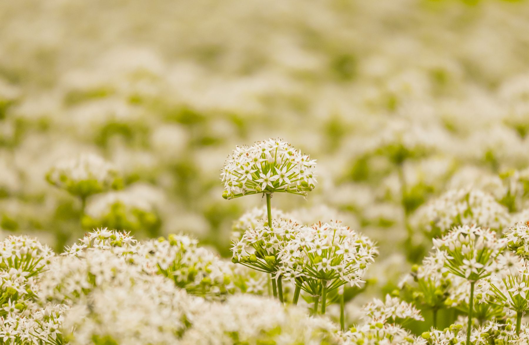White allium flowers in a field