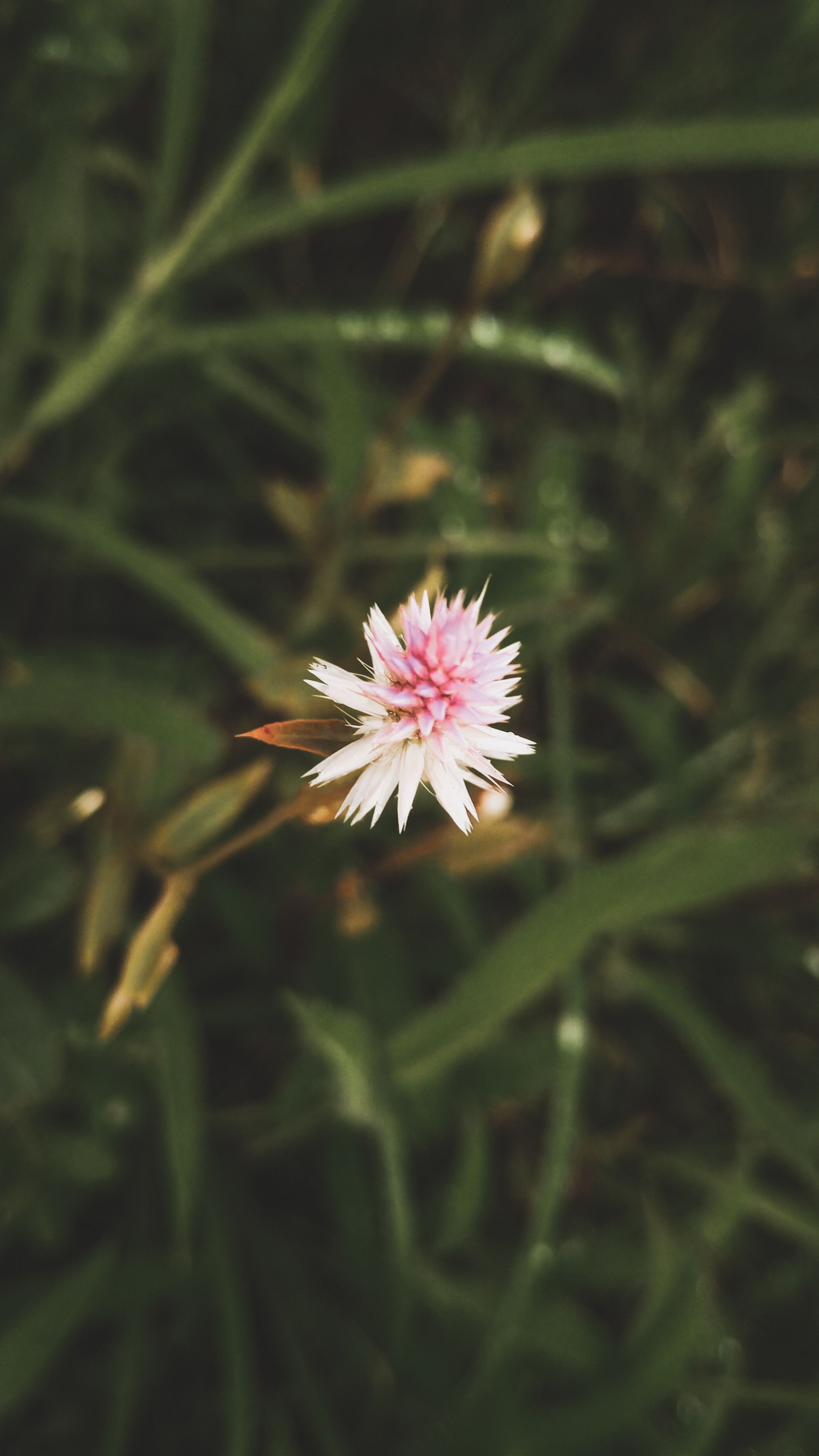 Close-up of a pink flower with a blurred green background, highlighting nature's beauty in detail.