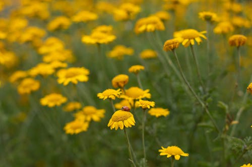 Close-Up Shot of Yellow Flower Field
