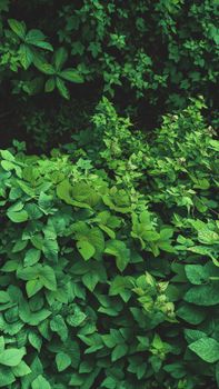 Vibrant green leaves create a lush, natural scene in a dense forest setting.