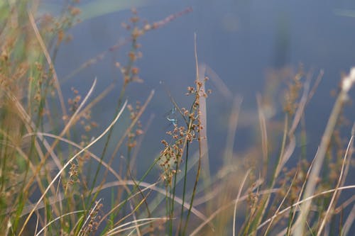 Darmowe zdjęcie z galerii z natura, niebieski kolor, rezerwat przyrody