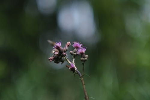 alan, çayır, çiçek içeren Ücretsiz stok fotoğraf