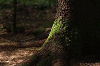 A Brown Forest Tree with Moss Growing on the Trunk