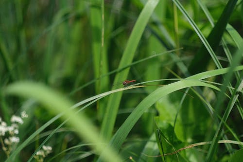 Foto profissional grátis de libélula, reserva natural