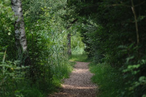 Photo of a Path Between Green Plants