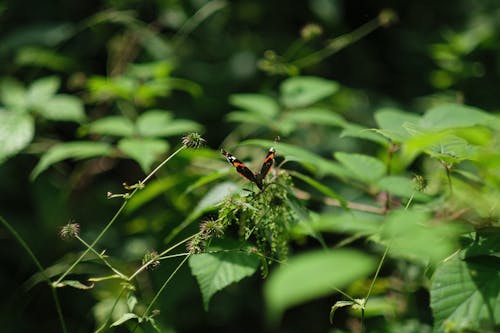 Darmowe zdjęcie z galerii z motyl, natura, rezerwat przyrody