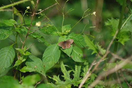 doğa, doğal hayatı koruma, kelebek içeren Ücretsiz stok fotoğraf